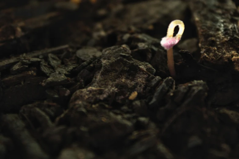 a small pink plant on a bed of rocks
