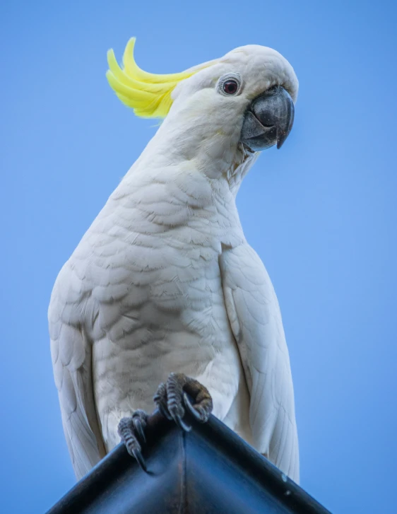 a yellow - crested sulatous parrot sits atop the roof of a house