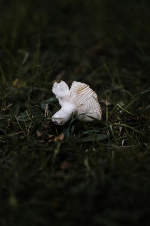 a white mushroom on the ground in a dark forest