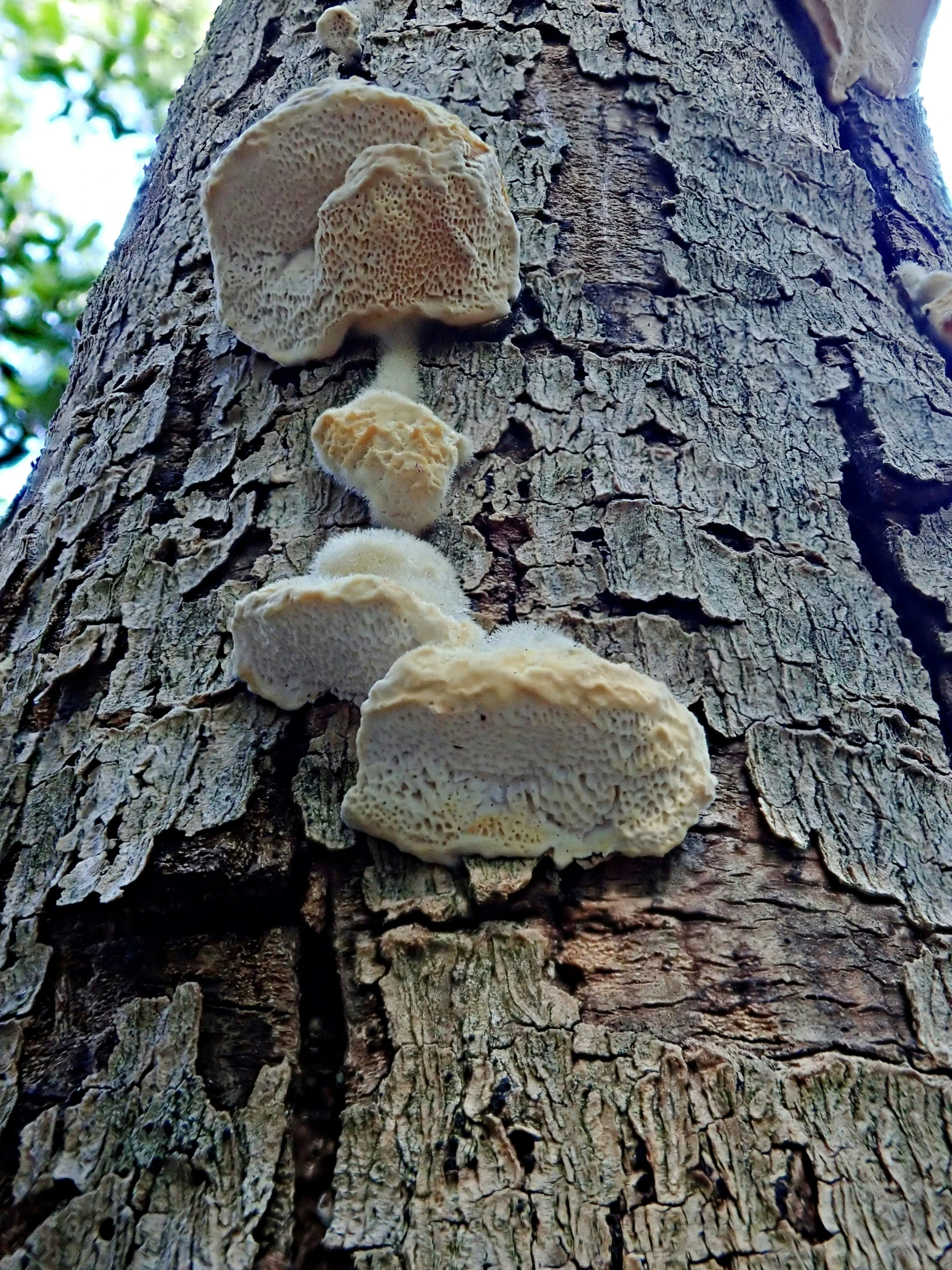 a very large tree has a bunch of mushrooms growing on it