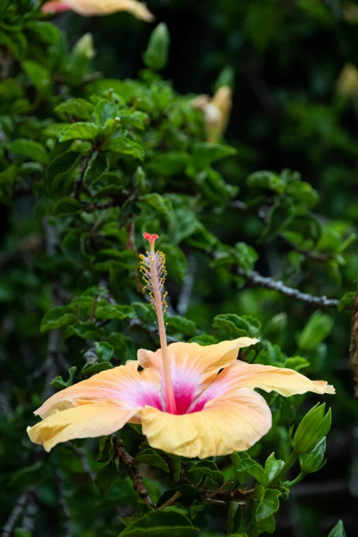 two yellow and pink flowers are on the ground