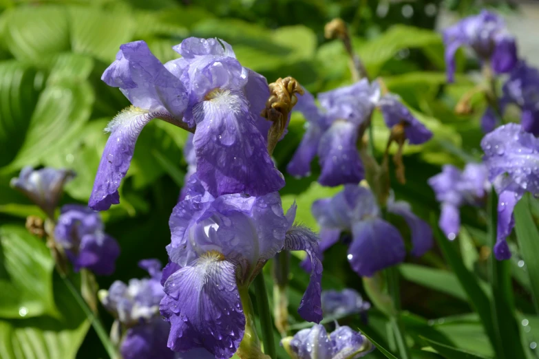 a group of purple flowers next to green leaves