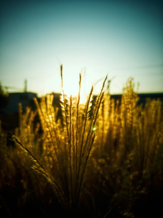 a field with grass and a sunset in the background