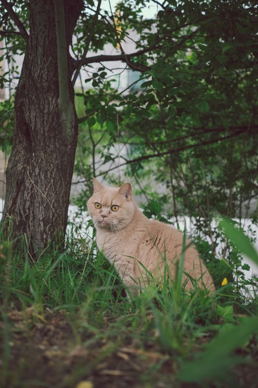 a cat is sitting under a tree near a building