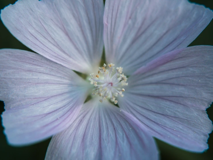 a close up po of the center of a flower