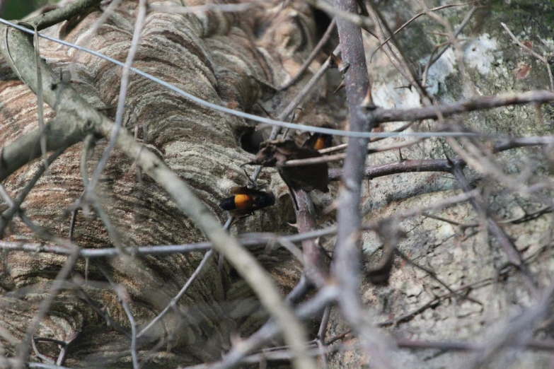 two orange flowers nestled in the trunk of a tree