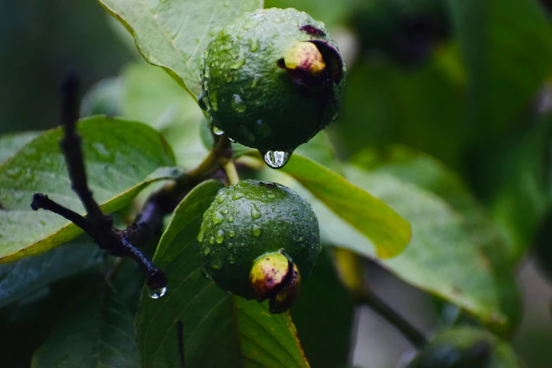 two fruits that have been fruiting on a tree