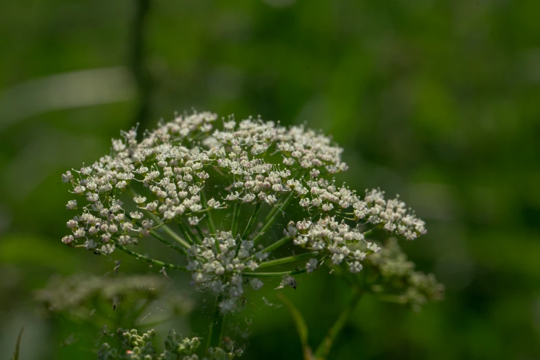 the plant is blooming close to the ground