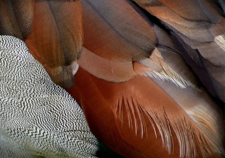 the tail and wings of an orange - billed duck