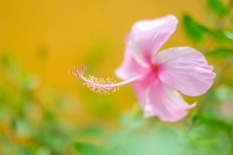 pink flower with light green leaves in the foreground