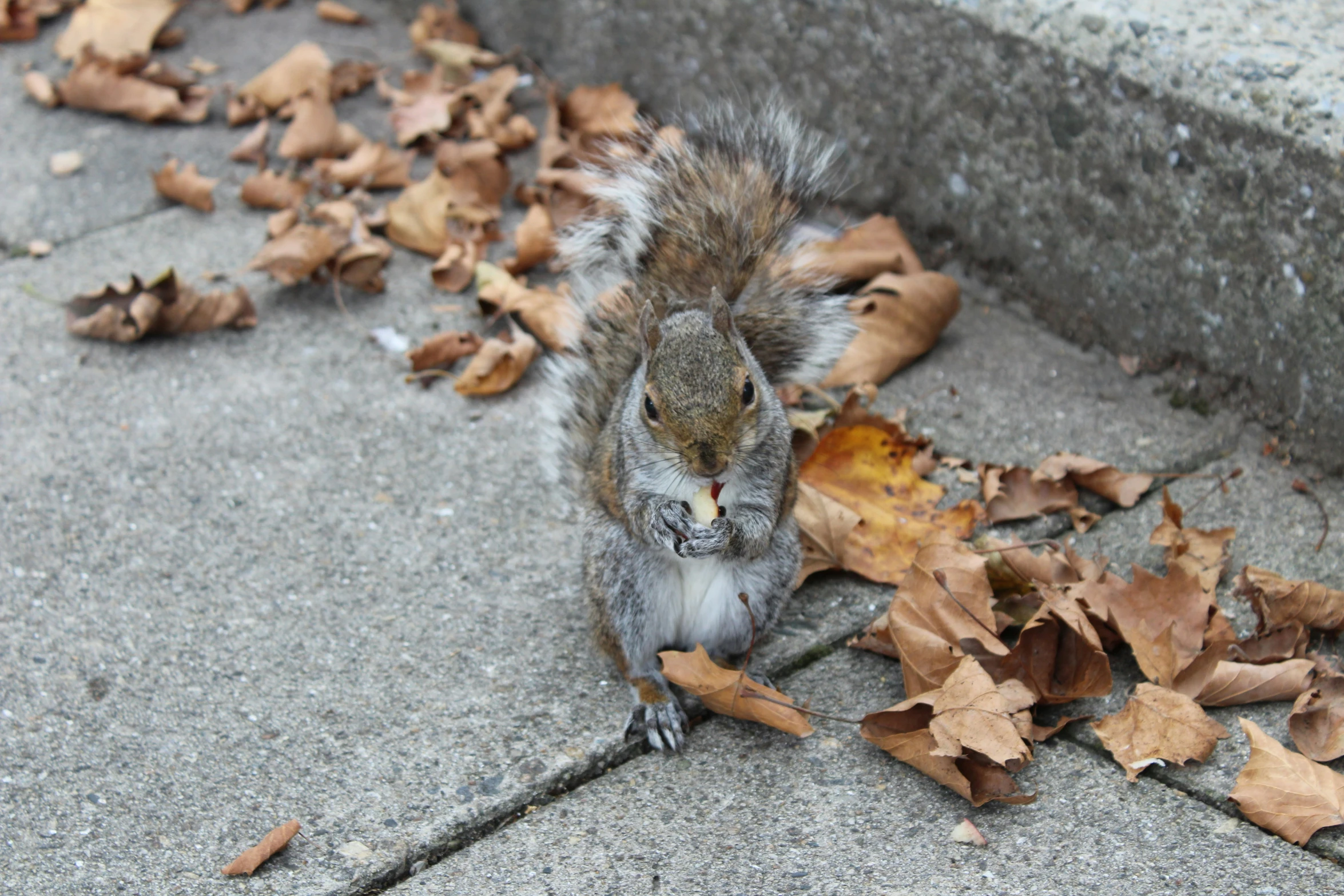 a squirrel is sitting on the sidewalk with autumn leaves around him