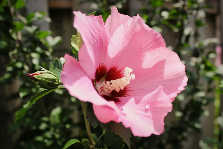 a pink flower that is blooming on a plant