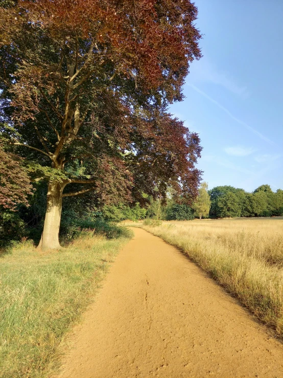 a dirt road near a tree that is changing colors