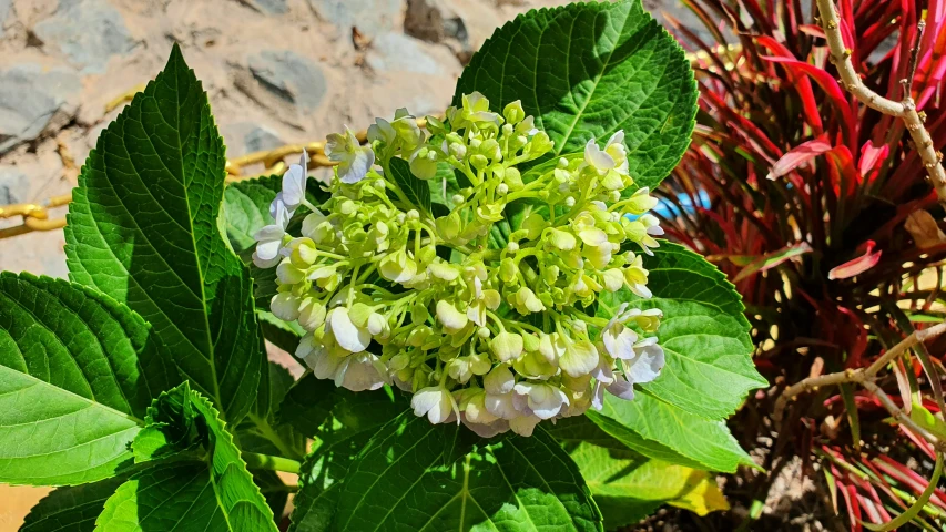 some white and green flowers next to a tree