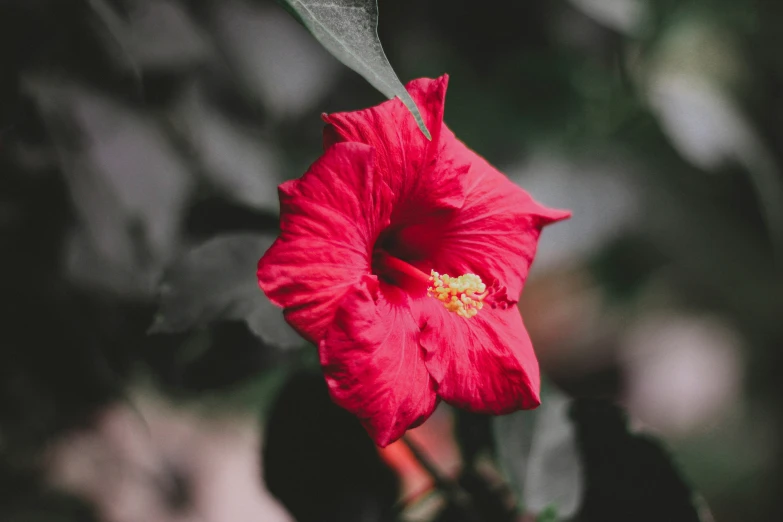 red flower with buds growing in the foreground