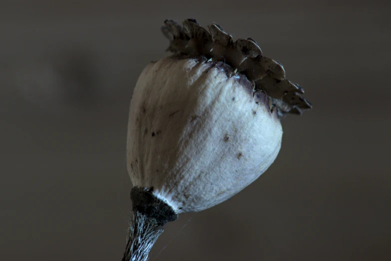 a flower is hanging upside down with black and white