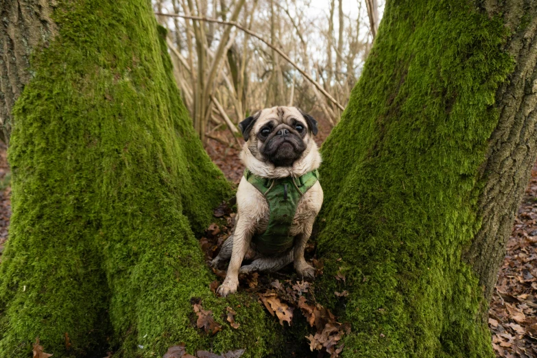 the pug dog is sitting in between two trees