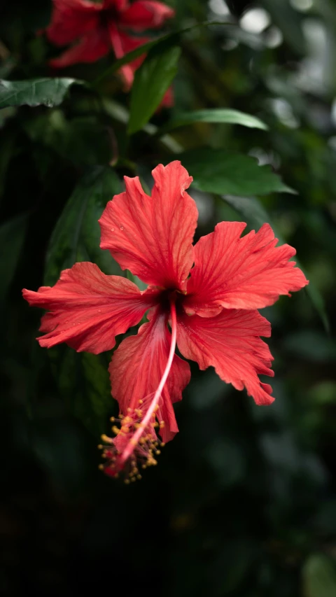 red flower on a tree in the sunlight