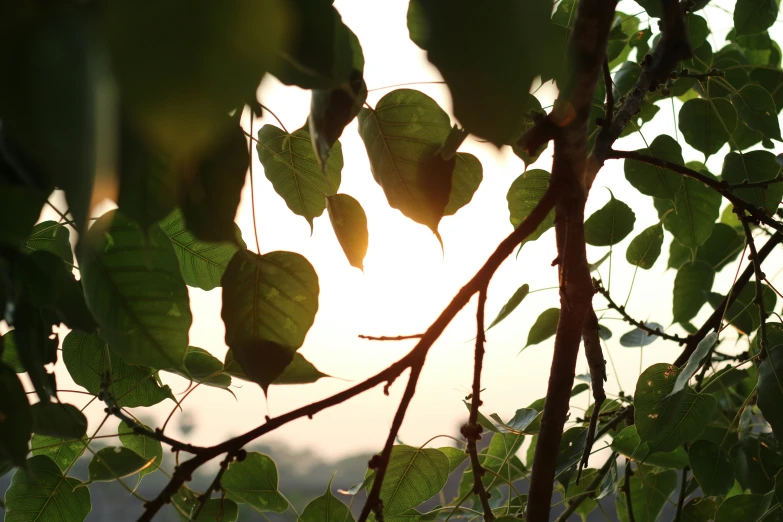 the sun is shining on green leaves in the tree