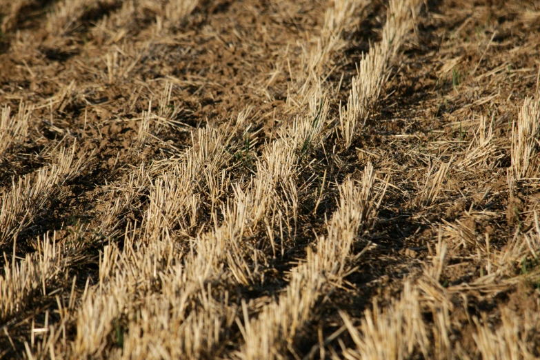 several bundles of dry grass on a field