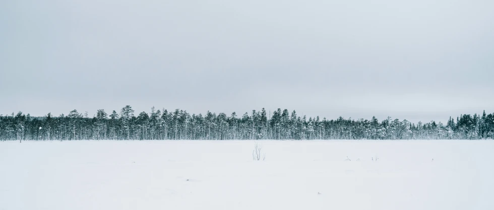 a snowy field is next to trees and snow