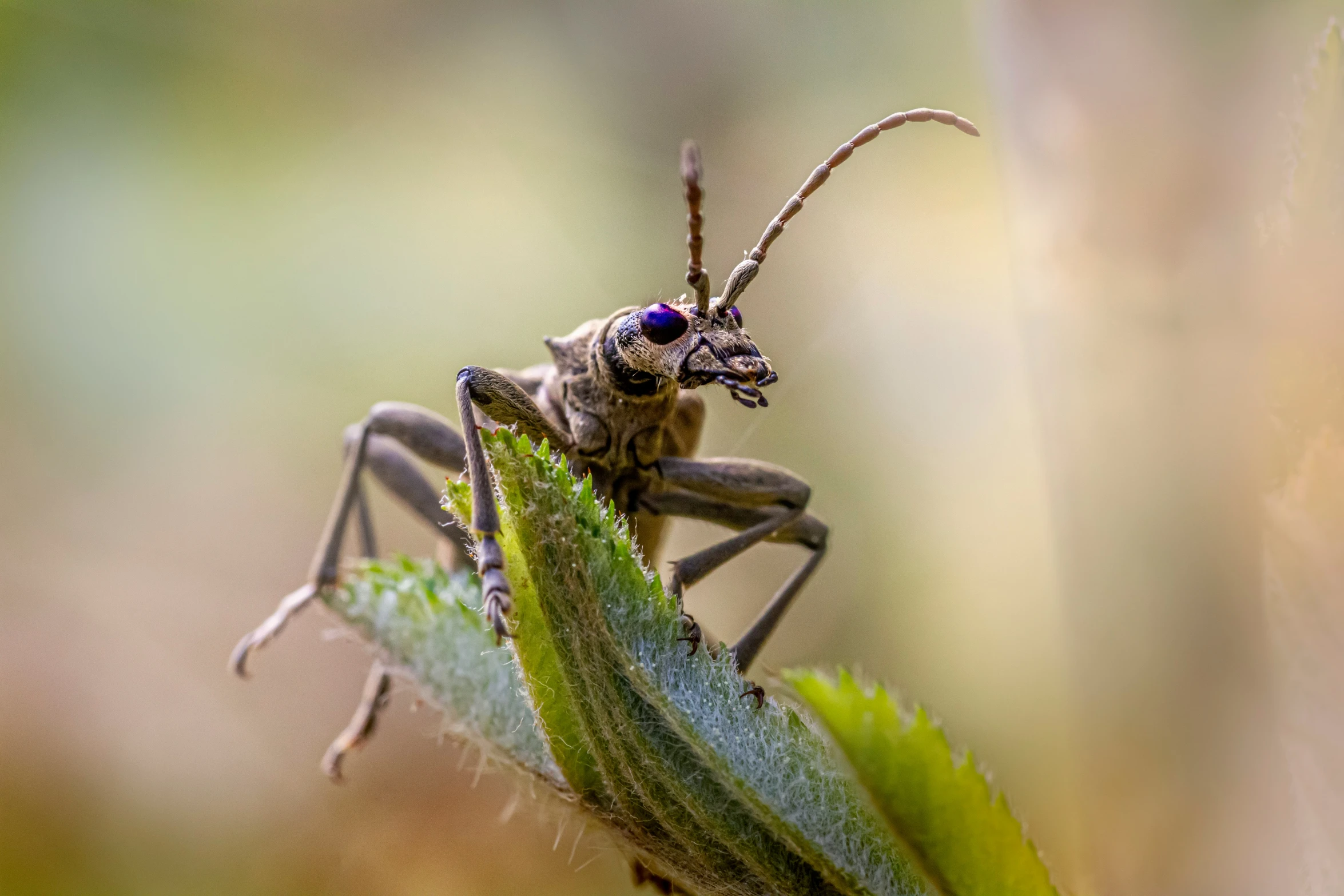 a large insect sitting on top of a green plant