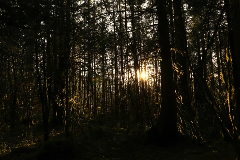 the sun shines through a dense forest