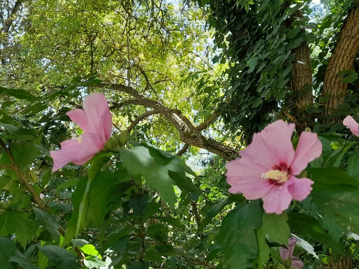 there is a pink flower growing up the tree