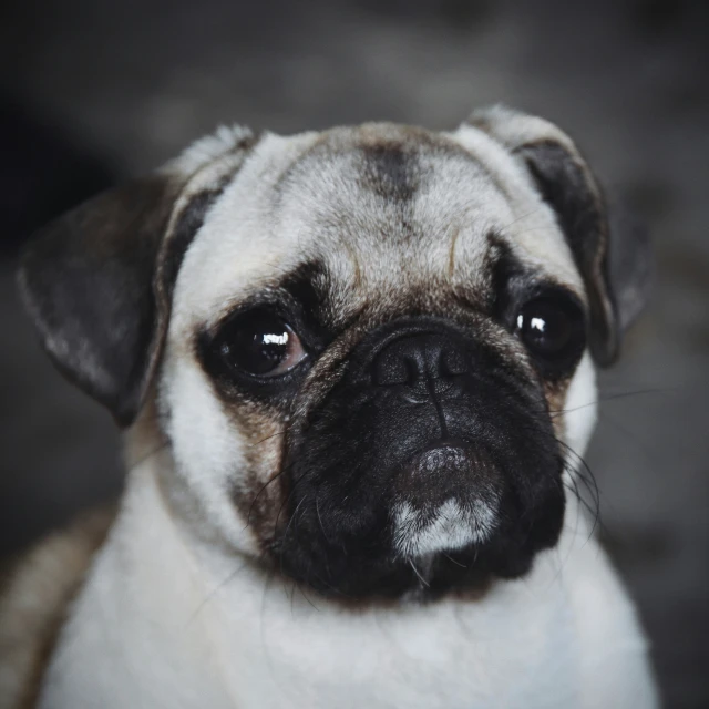 the pug is sitting down in the dark