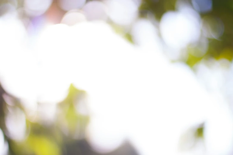 close up po of green foliage with trees in the background