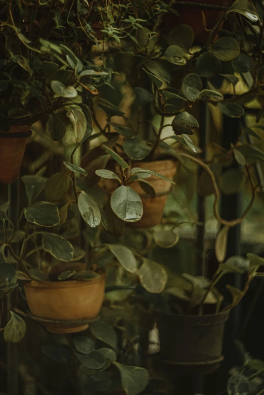 plants in brown pots sit among green foliage