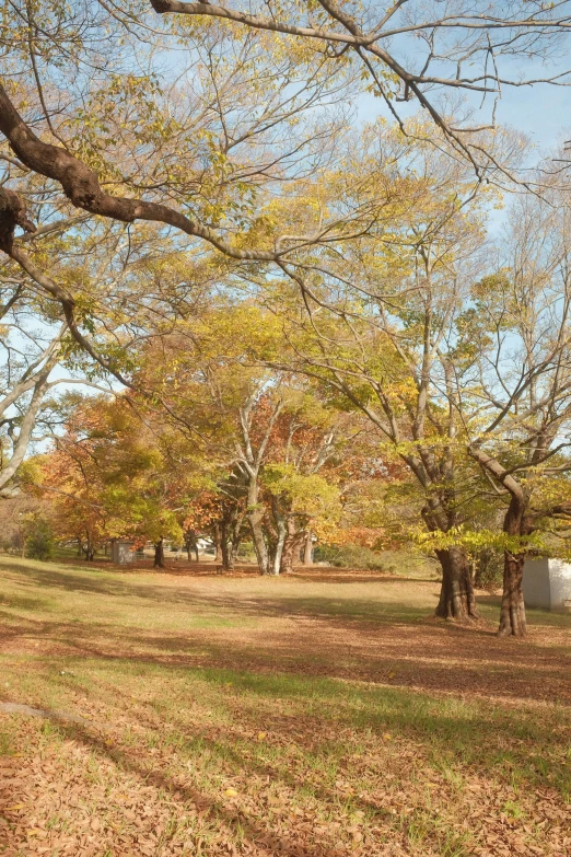 trees in fall are dying and the ground is brown