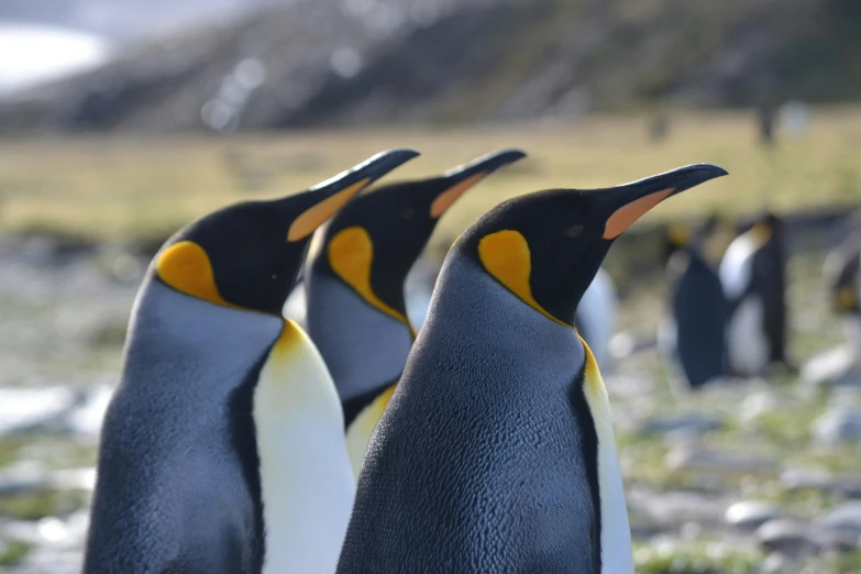 four penguins are standing next to each other