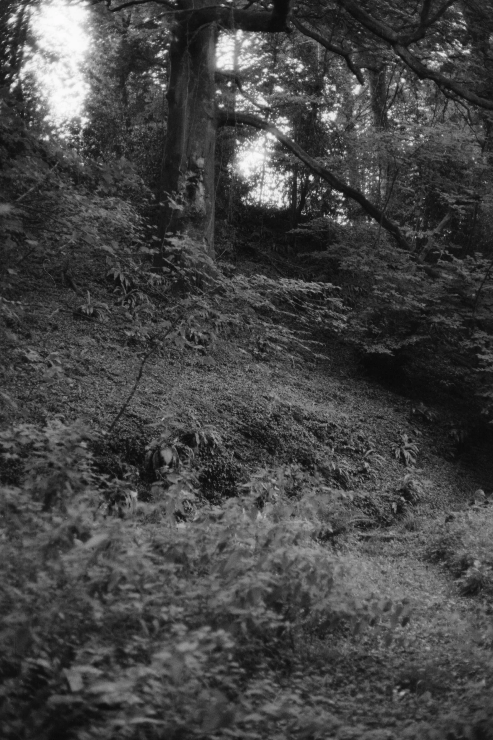 black and white pograph of a dirt path in a forest