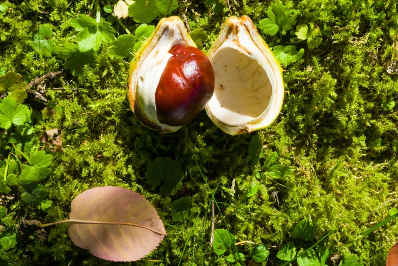 the fruit has been partially eaten by the leaves