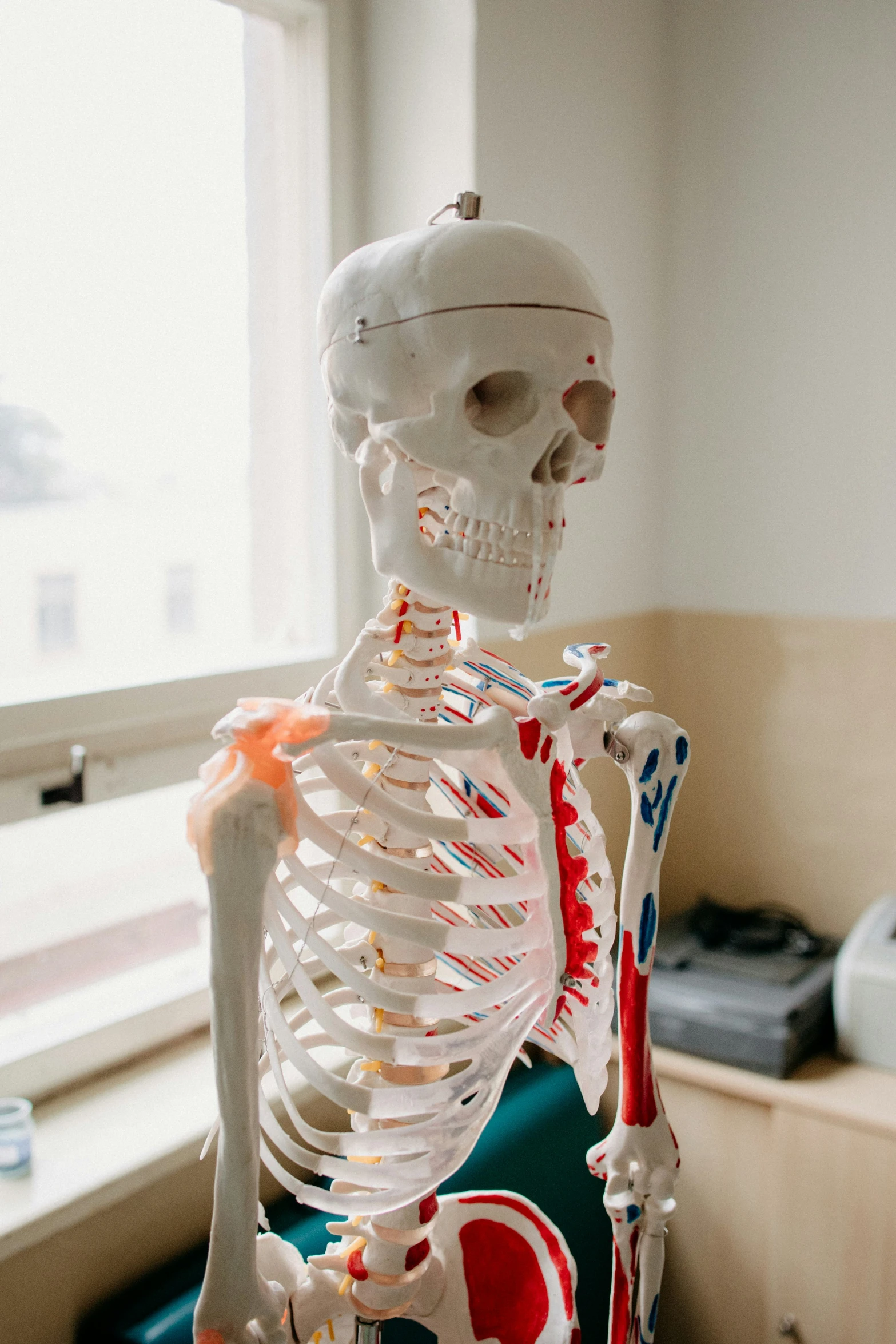 a skeleton is posed next to the window