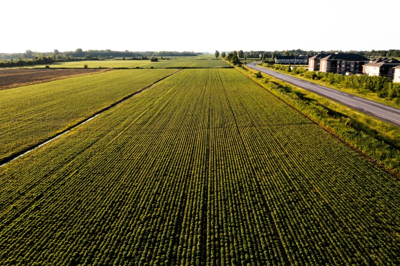 aerial view of field next to houses