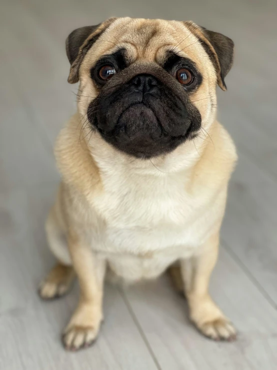 a tan pug looking up at the camera on a wooden floor