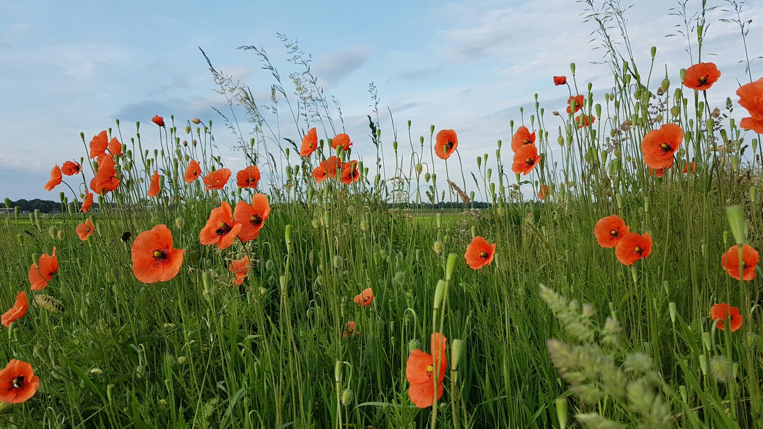 many tall red flowers with long green stems