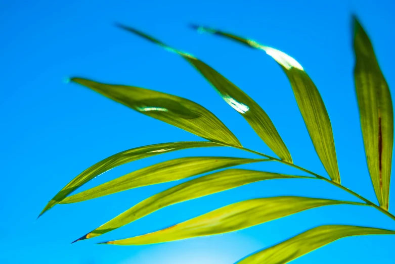 green leaf of a plant in front of blue sky