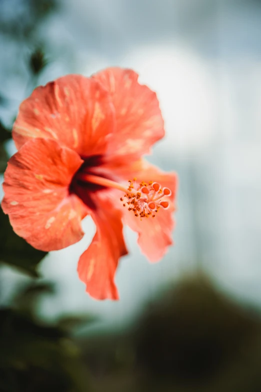 the orange flower is in full bloom