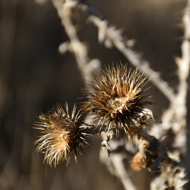 some tiny dried flowers that have been buds