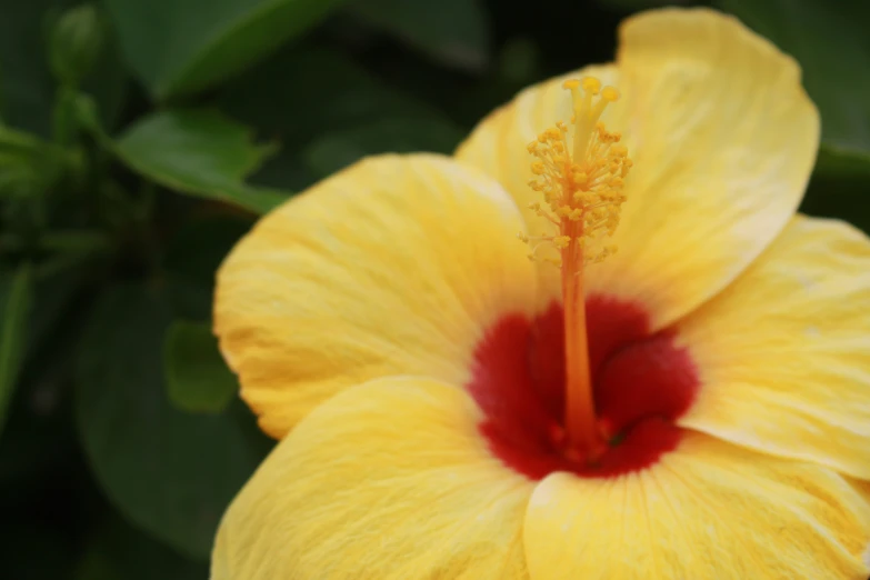 a yellow flower with red center and the middle