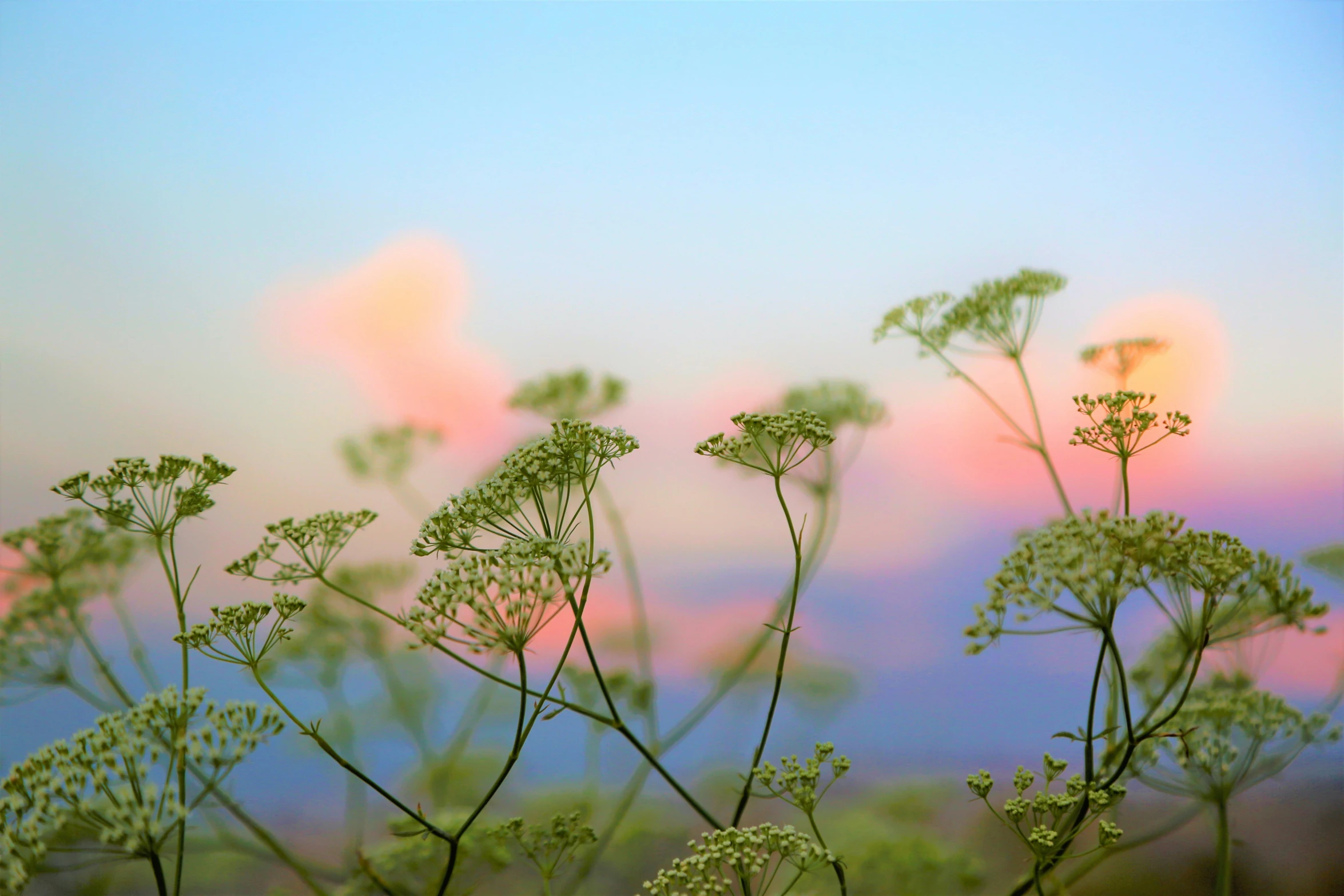 several plants in the foreground with a blurry background