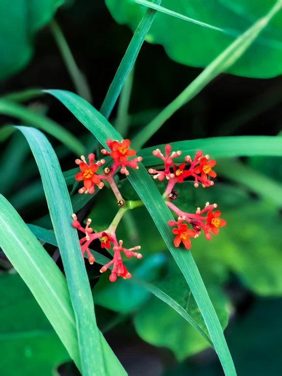 three small red flowers sitting on top of a green plant