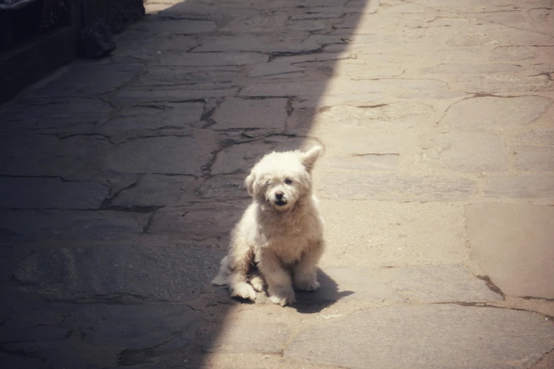 a white dog sits in the middle of an old stone road