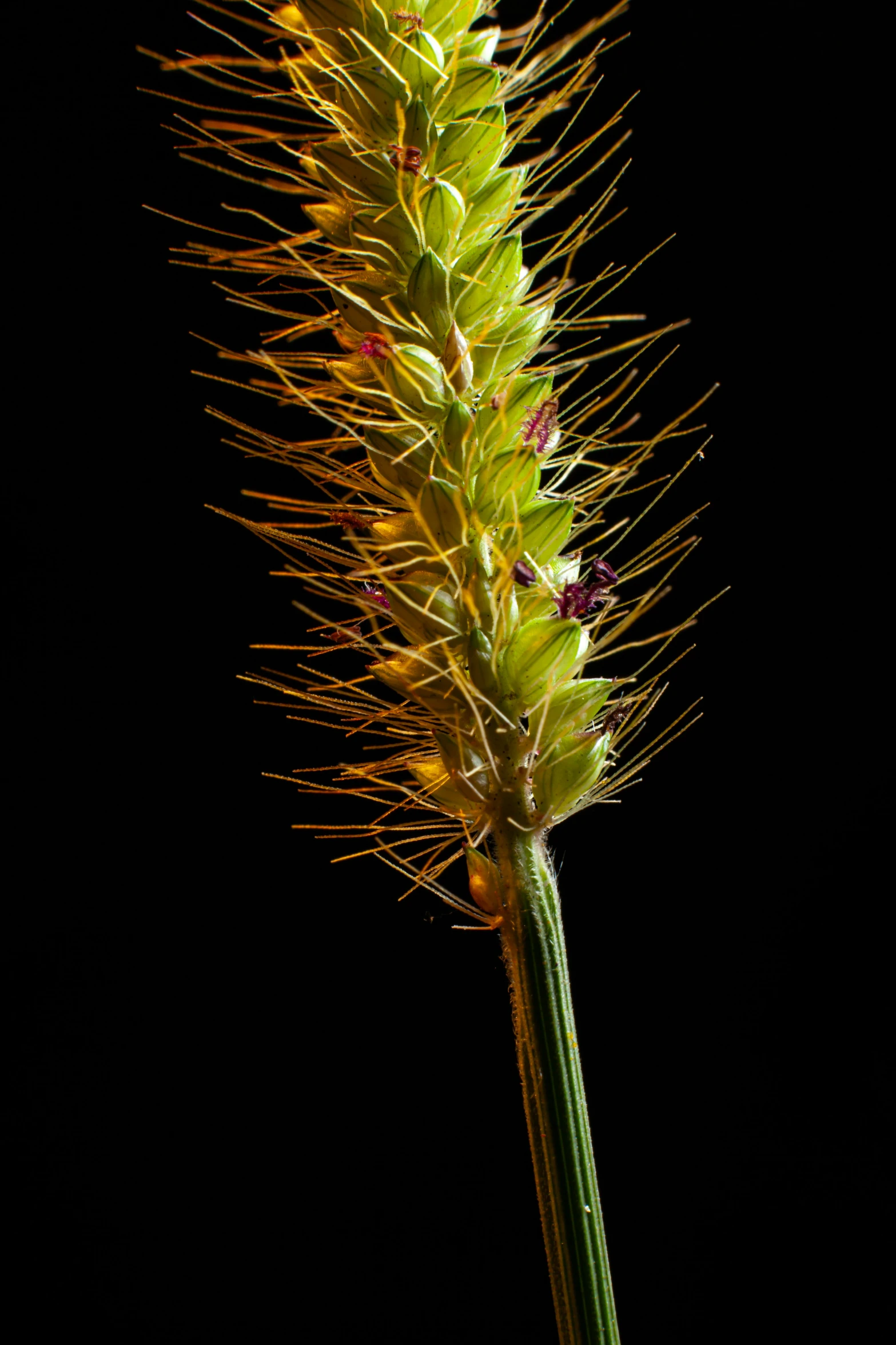 a close up view of a plant with red leaves