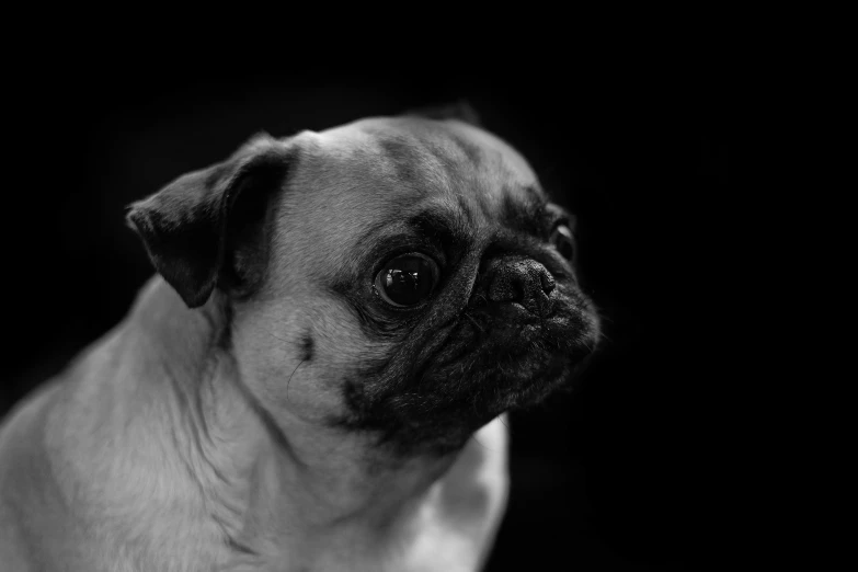 a black and white po of a pug