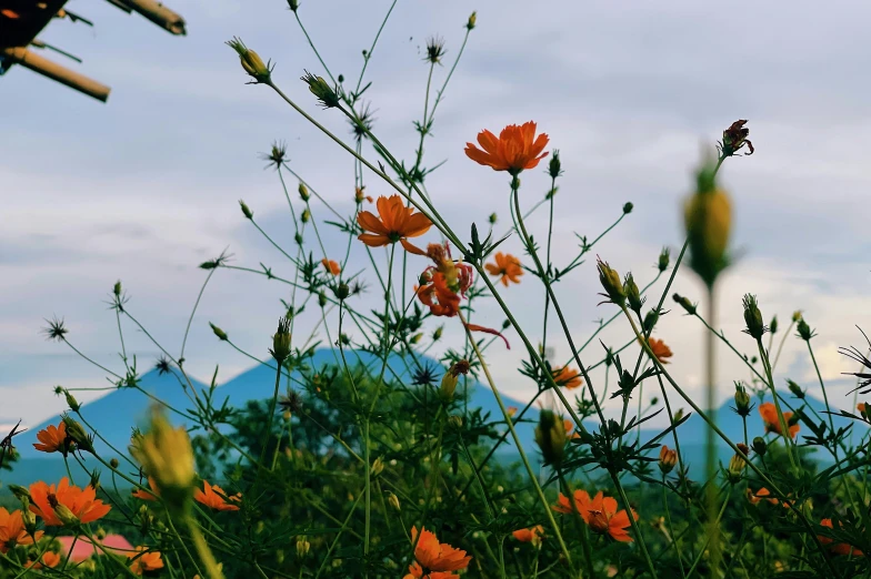 flowers and weeds blooming in a field by the mountain side