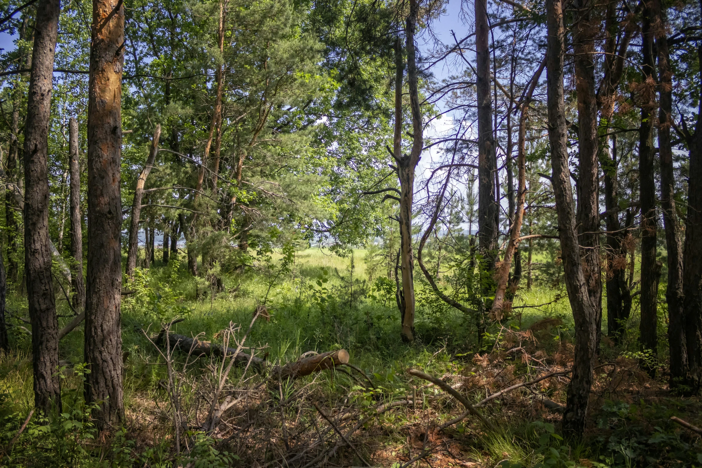 an area that has some green grass and some trees